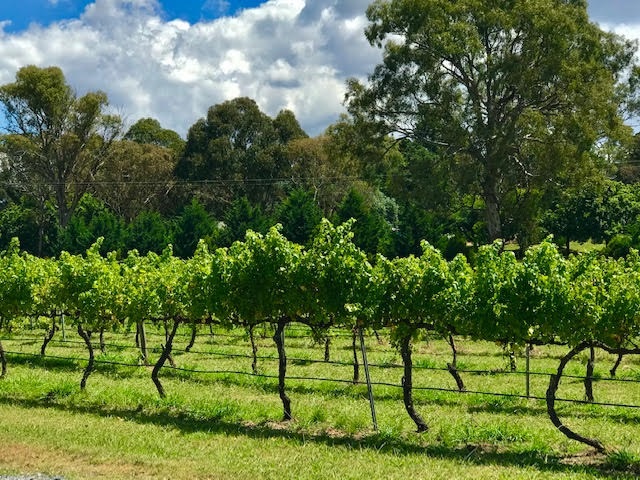 Image for Grape Escapes Canberra wine Tours