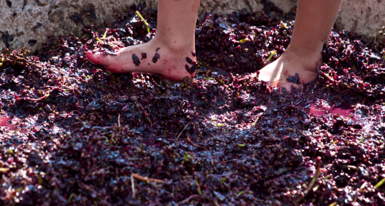 Image for Stomp Festival – A celebration of our Local Wine & Produce