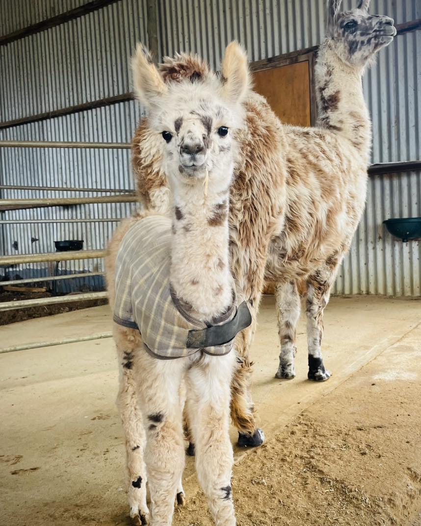 fathers day alpaca magic